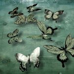 Mariposas Decorativas Transparentes con Negro Set 12 unid